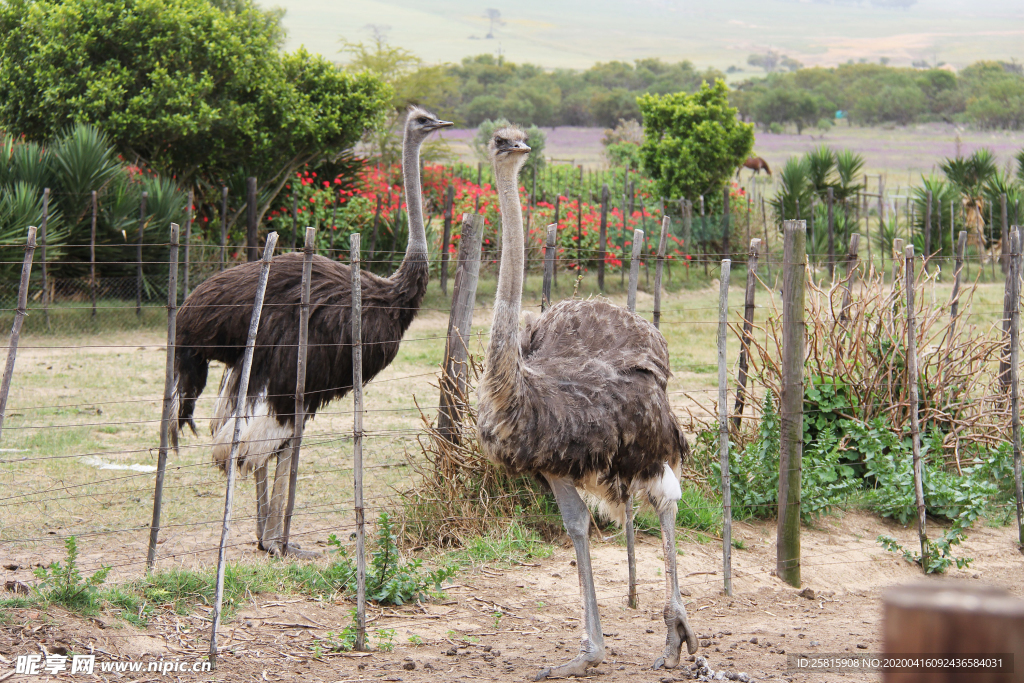 鸵鸟空山鸟语图片