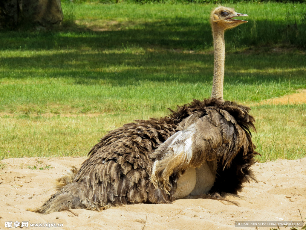 鸵鸟空山鸟语图片