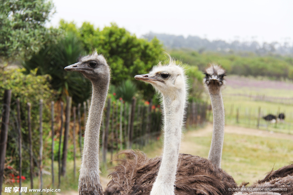 鸵鸟空山鸟语图片