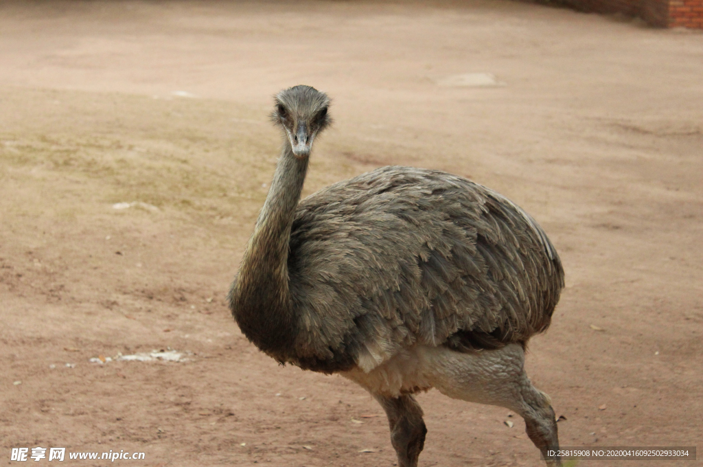 鸵鸟空山鸟语图片