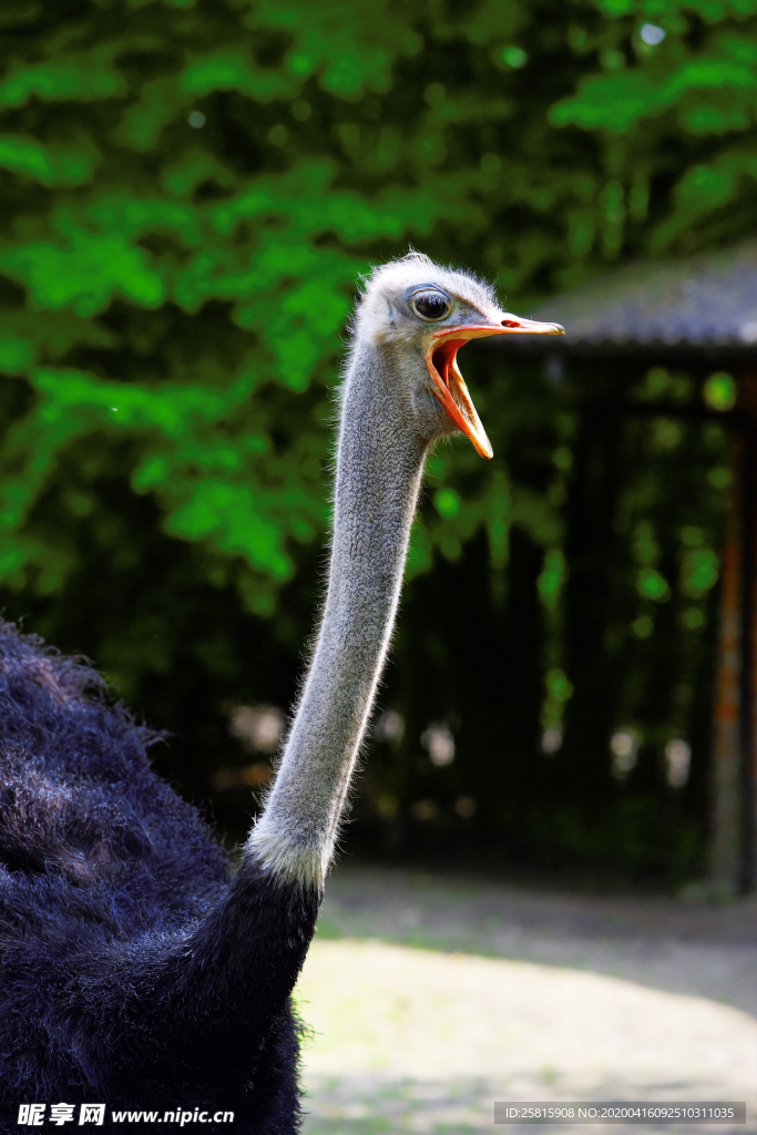鸵鸟空山鸟语图片