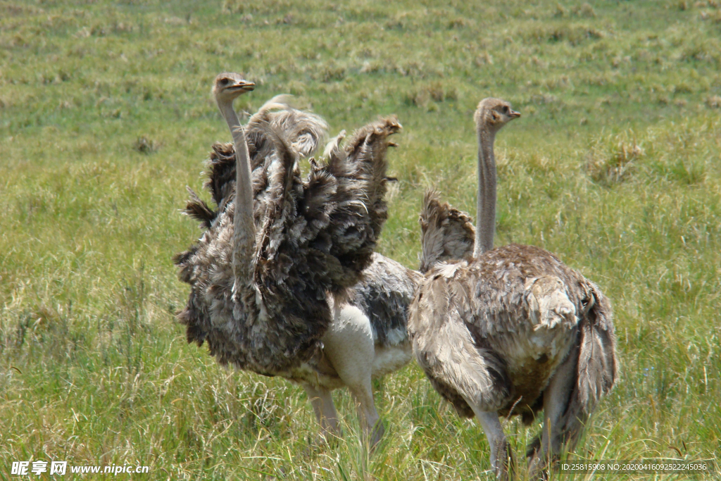 鸵鸟空山鸟语图片