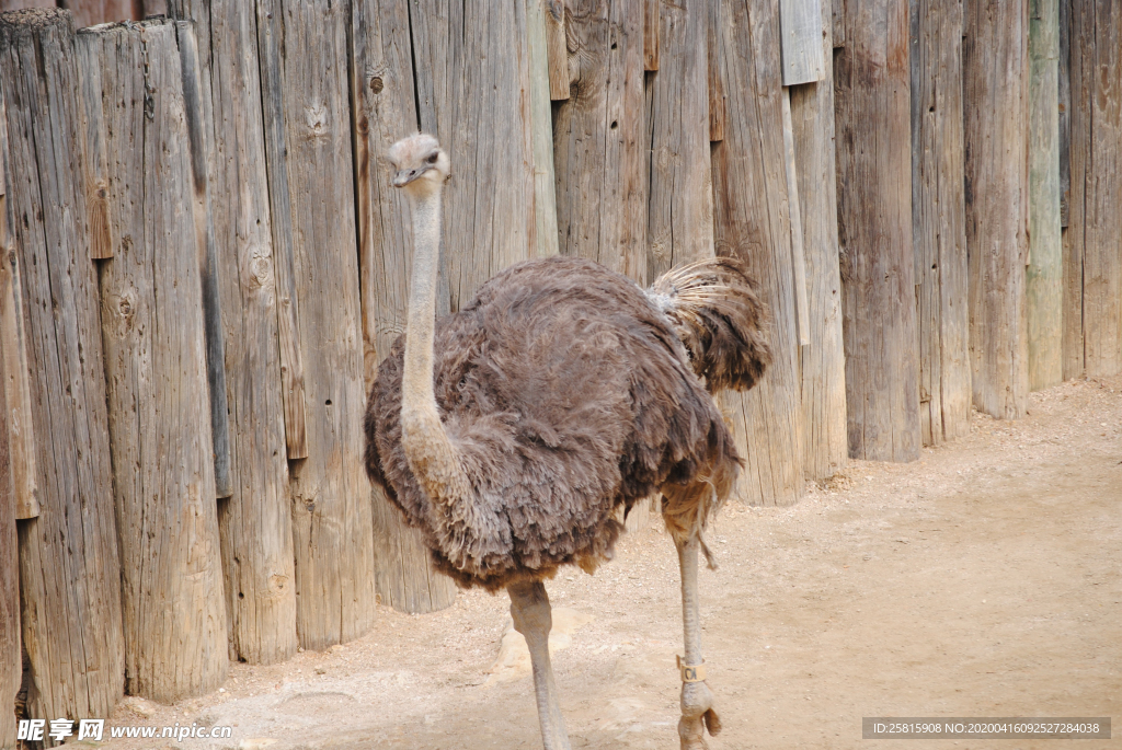 鸵鸟空山鸟语图片