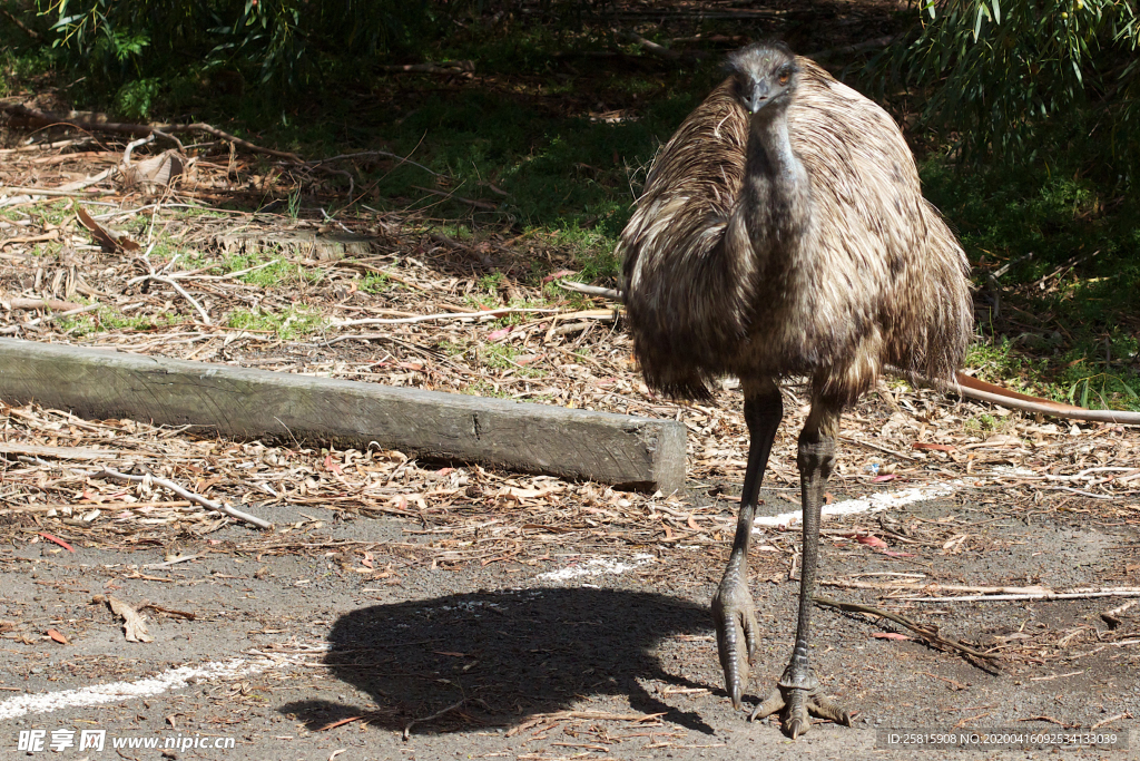 鸵鸟空山鸟语图片