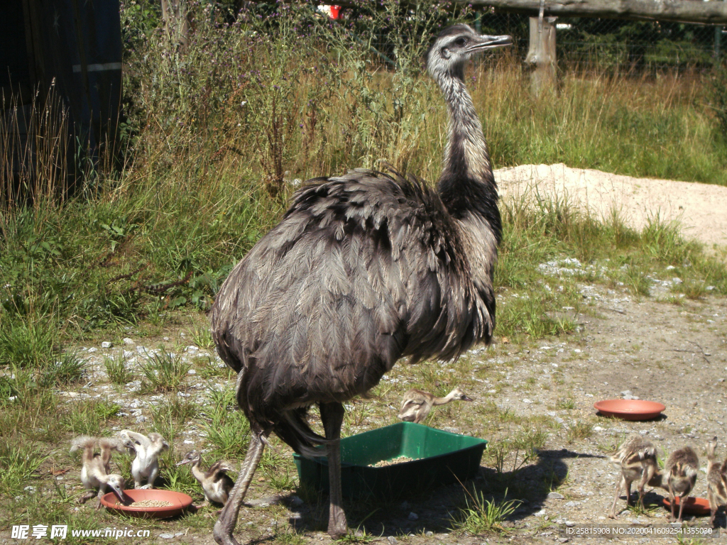 鸵鸟空山鸟语图片