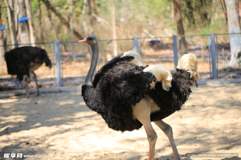 鸵鸟空山鸟语图片