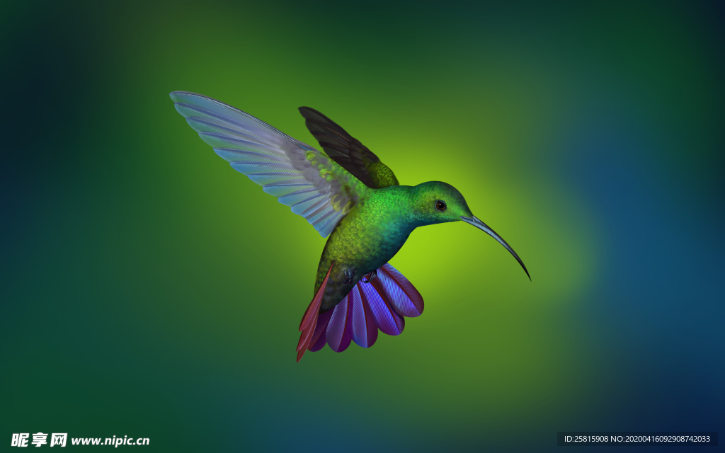 蜂鸟空山鸟语图片