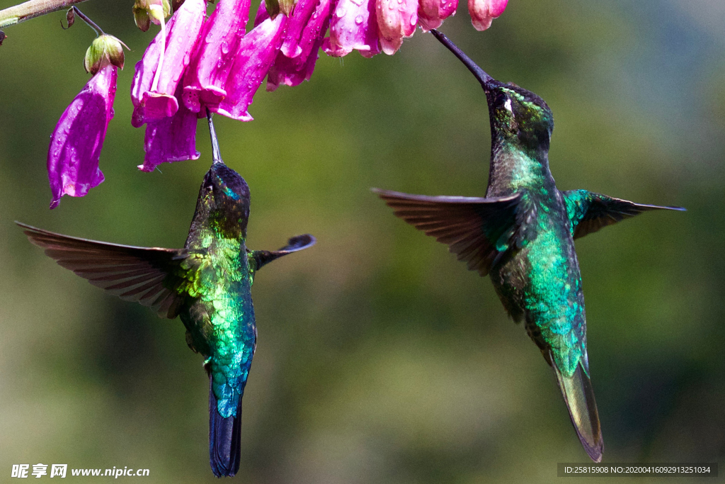 蜂鸟空山鸟语图片