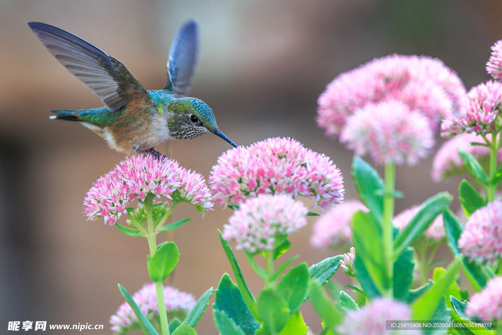 蜂鸟空山鸟语图片
