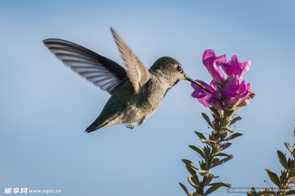 蜂鸟空山鸟语图片