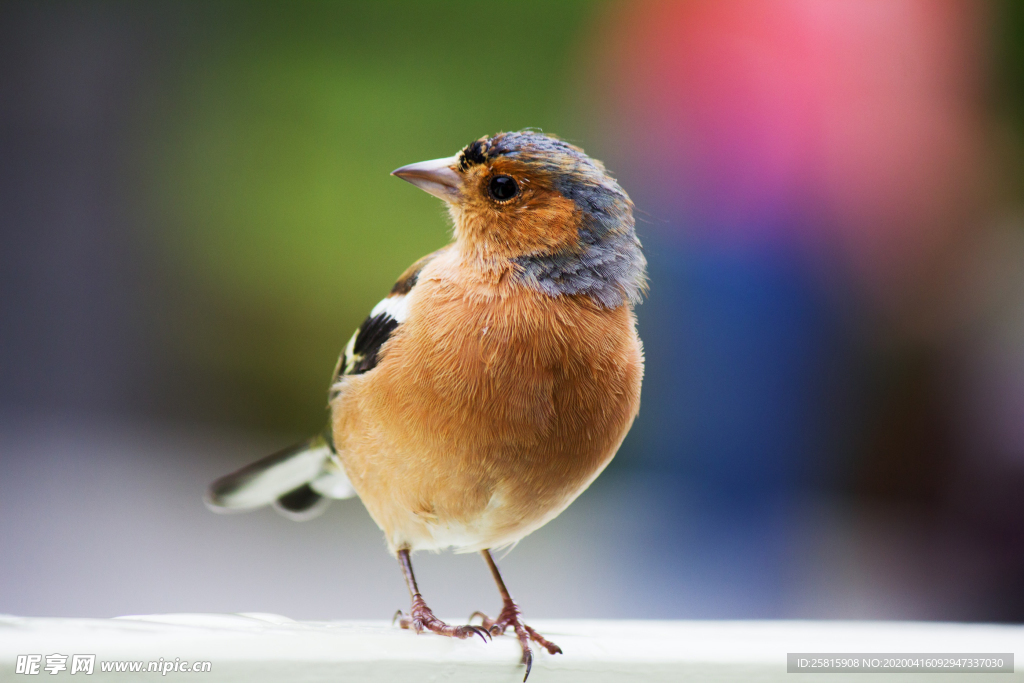 蜂鸟空山鸟语图片