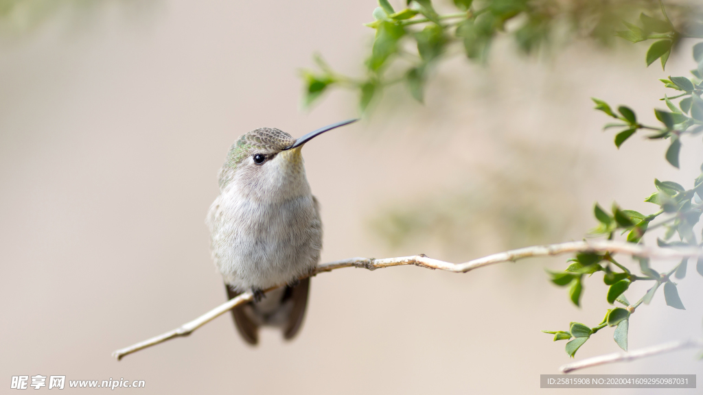 蜂鸟空山鸟语图片