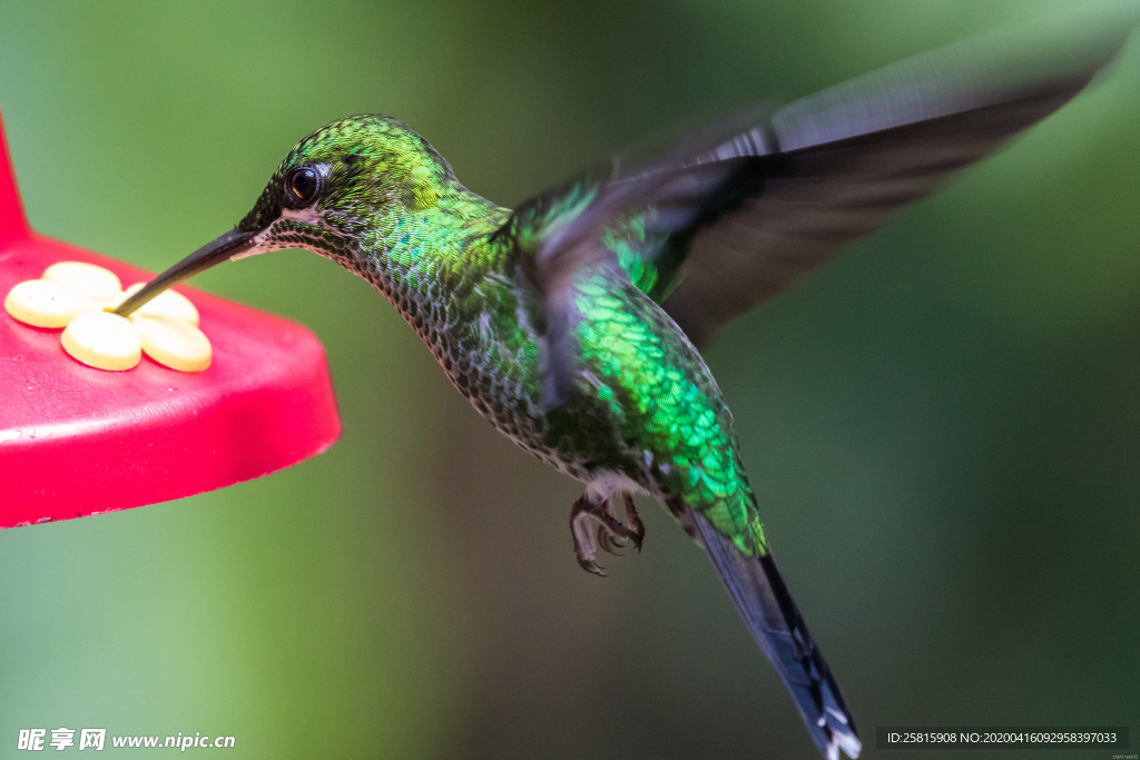蜂鸟空山鸟语图片