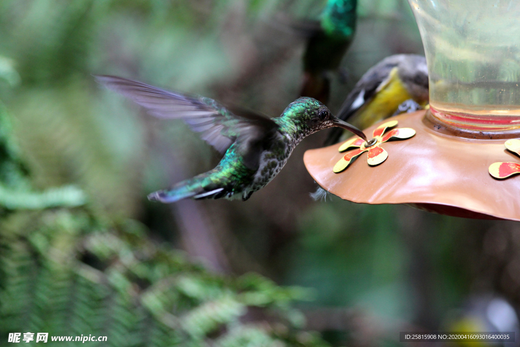 蜂鸟空山鸟语图片