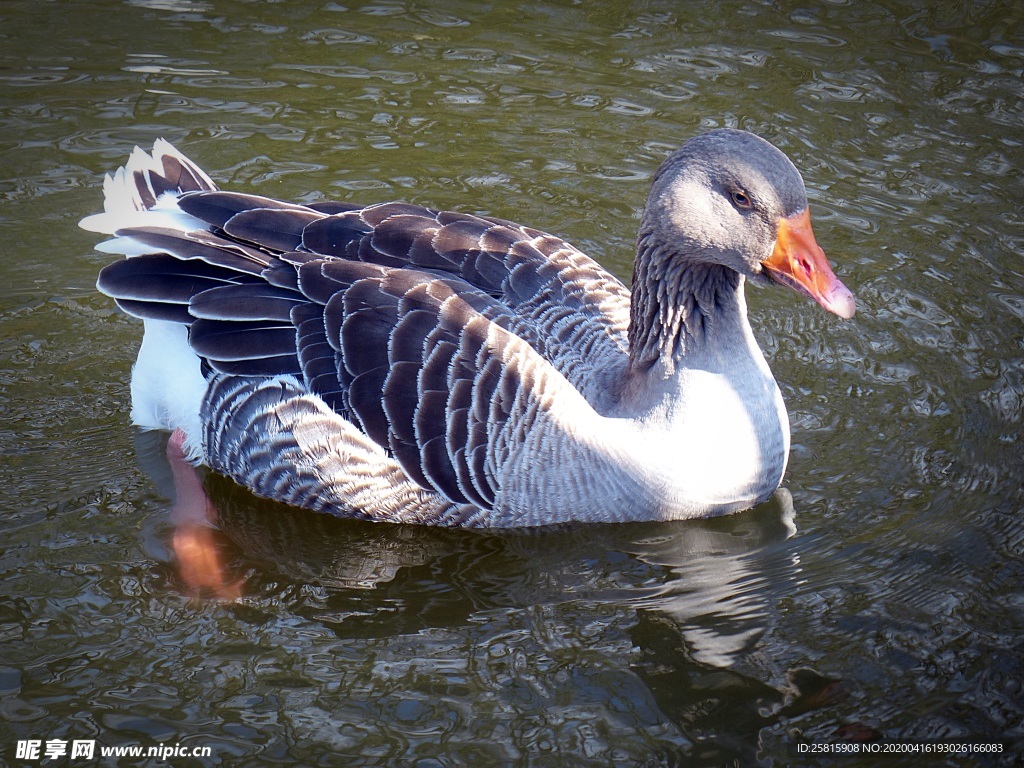 家鹅空山鸟语图片