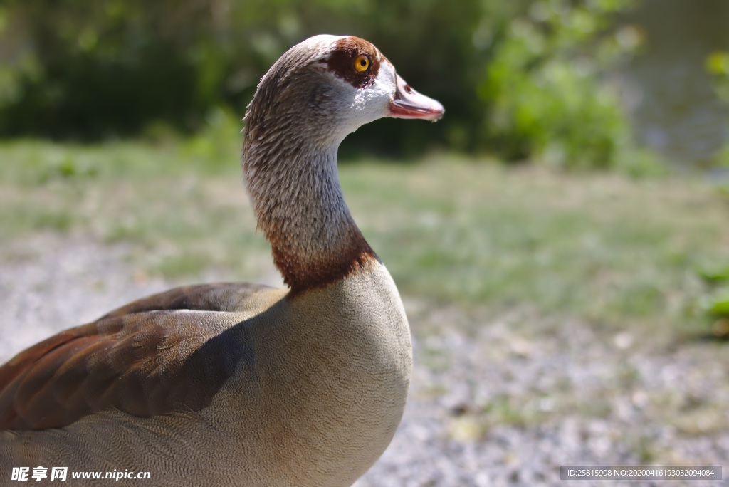 家鹅空山鸟语图片