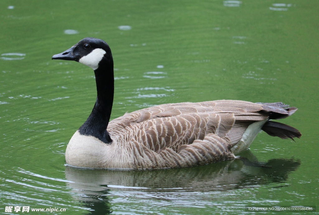 家鹅空山鸟语图片