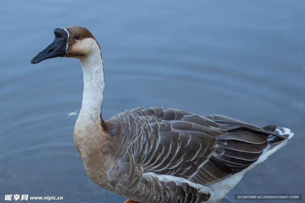 家鹅空山鸟语图片