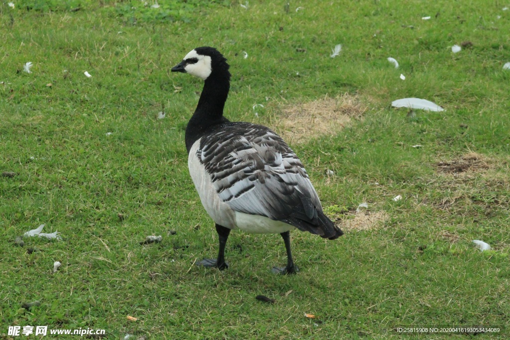 家鹅空山鸟语图片
