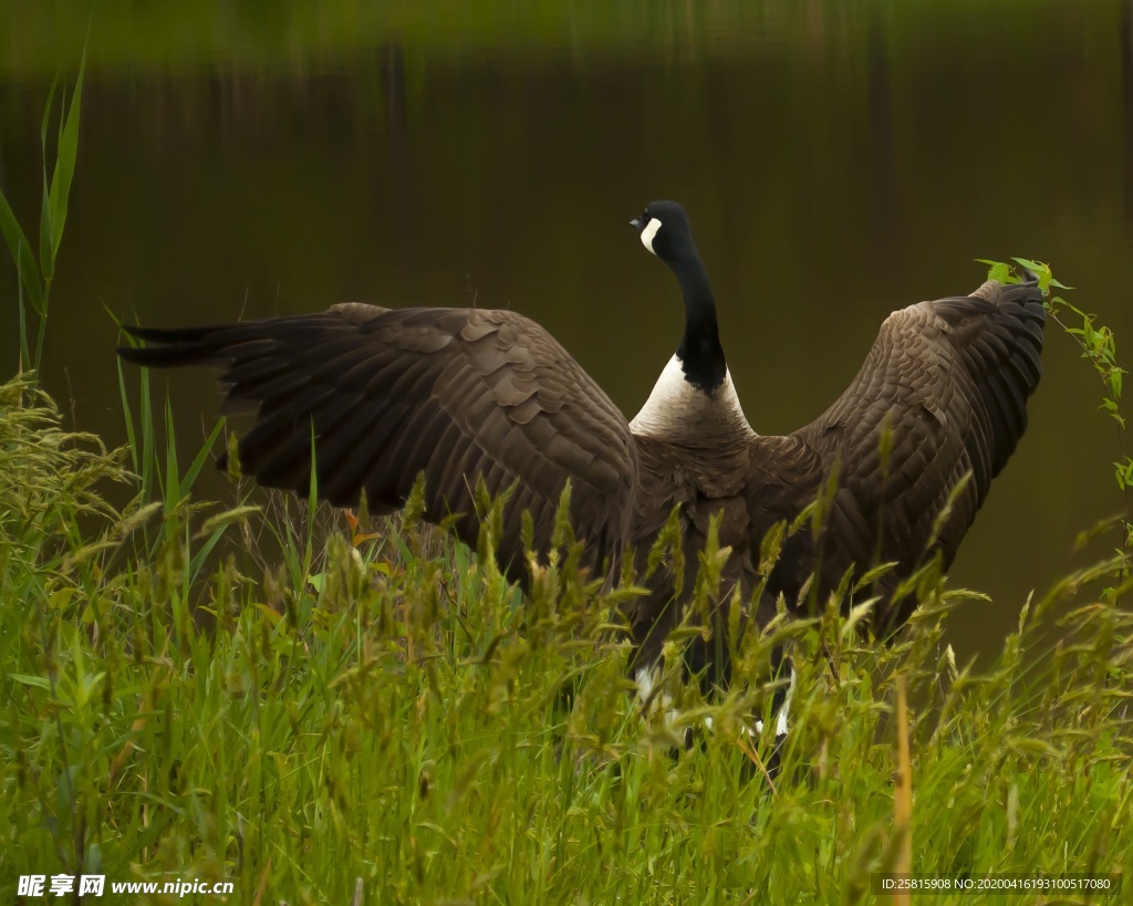 家鹅空山鸟语图片