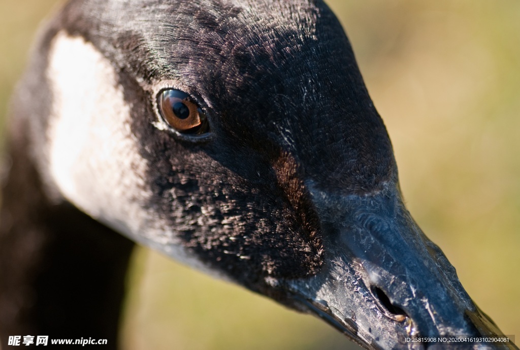 家鹅空山鸟语图片