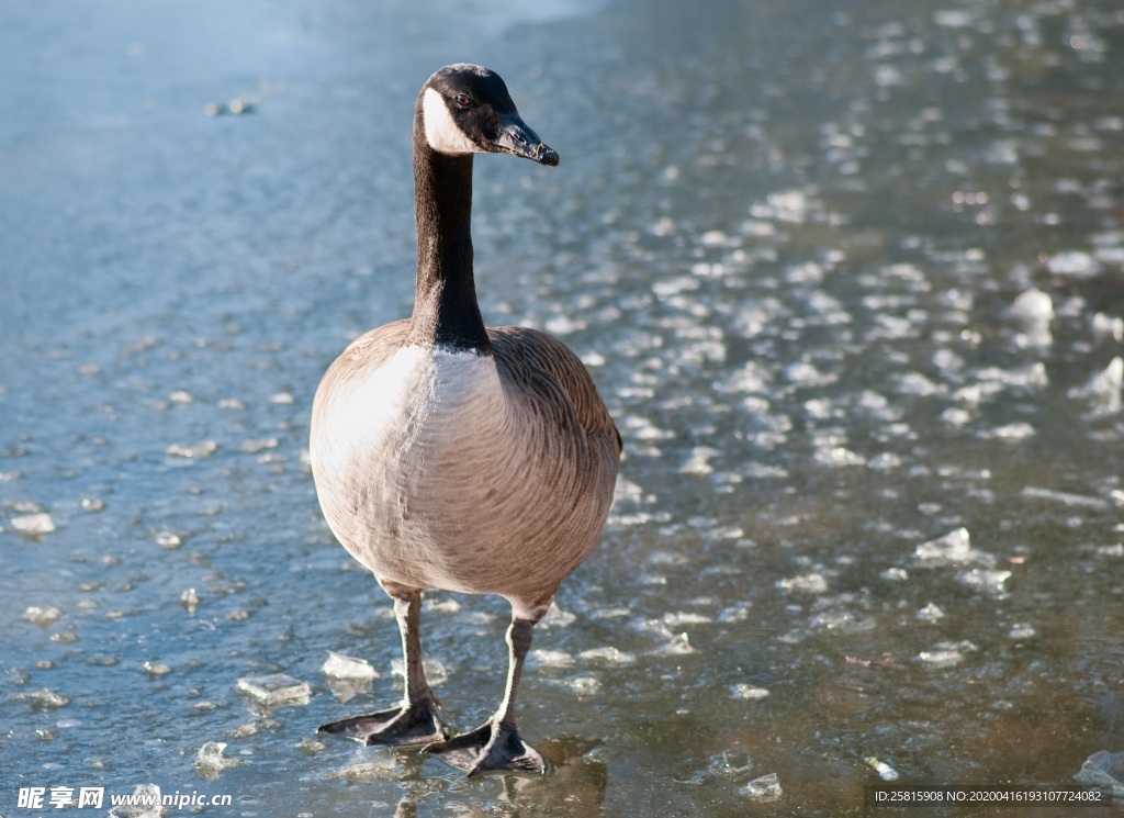 家鹅空山鸟语图片