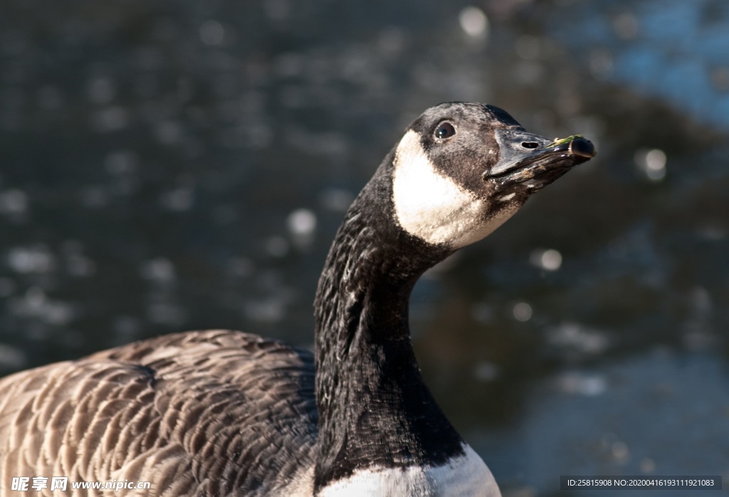 家鹅空山鸟语图片