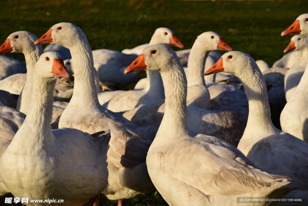 家鹅空山鸟语图片