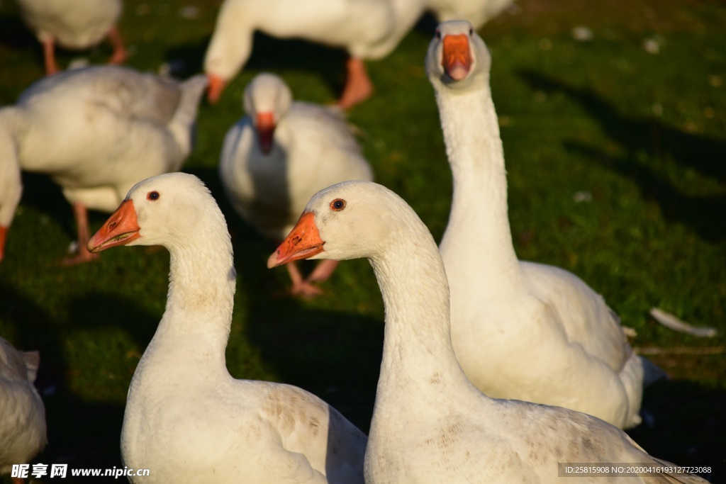 家鹅空山鸟语图片