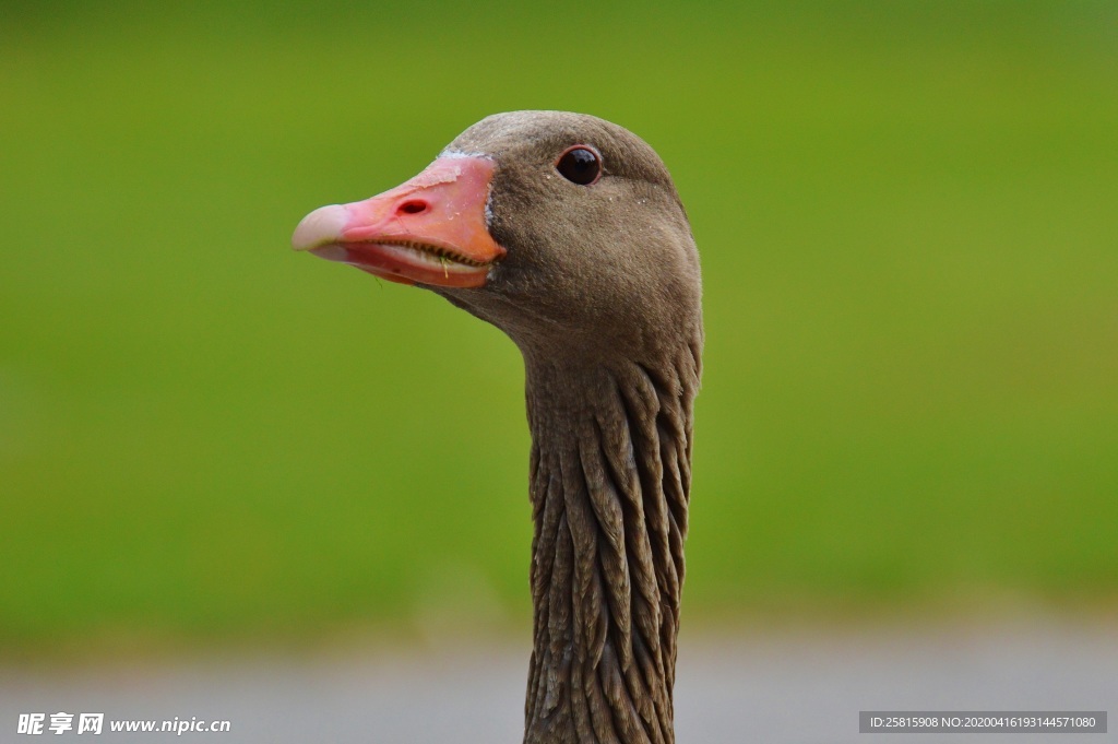 家鹅空山鸟语图片