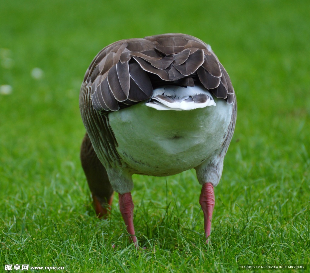 家鹅空山鸟语图片