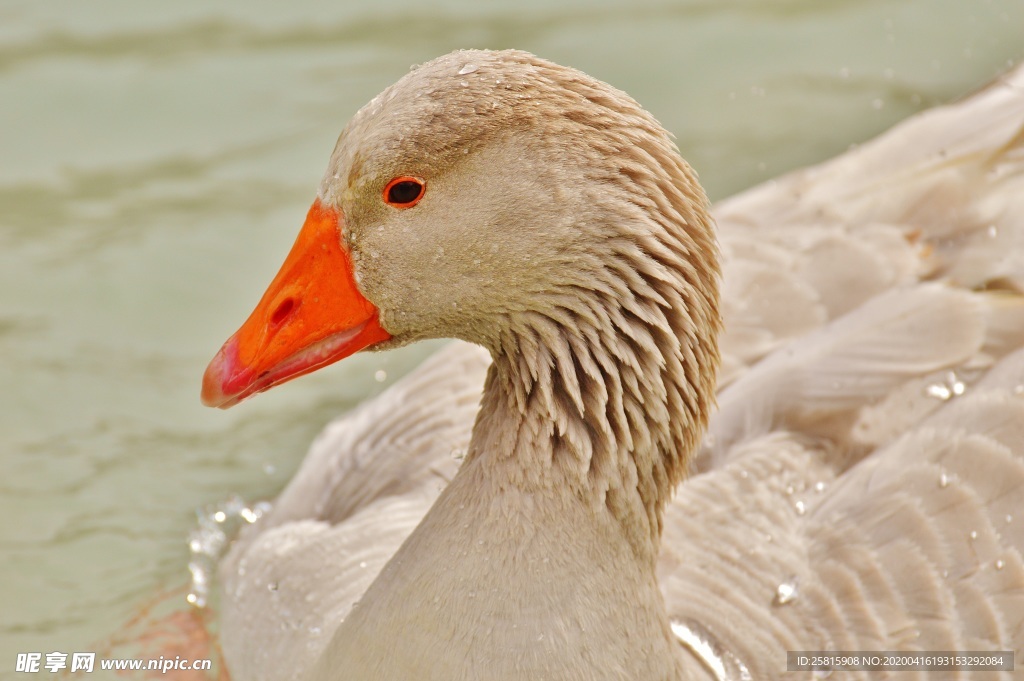 家鹅空山鸟语图片
