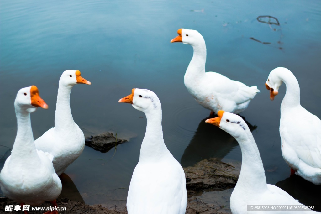家鹅空山鸟语图片