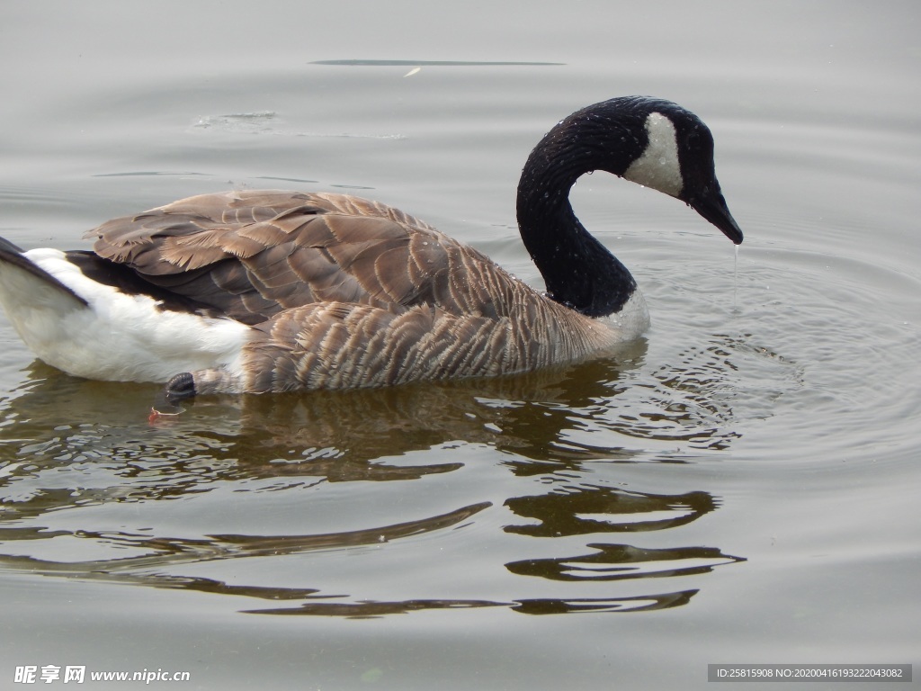 家鹅空山鸟语图片