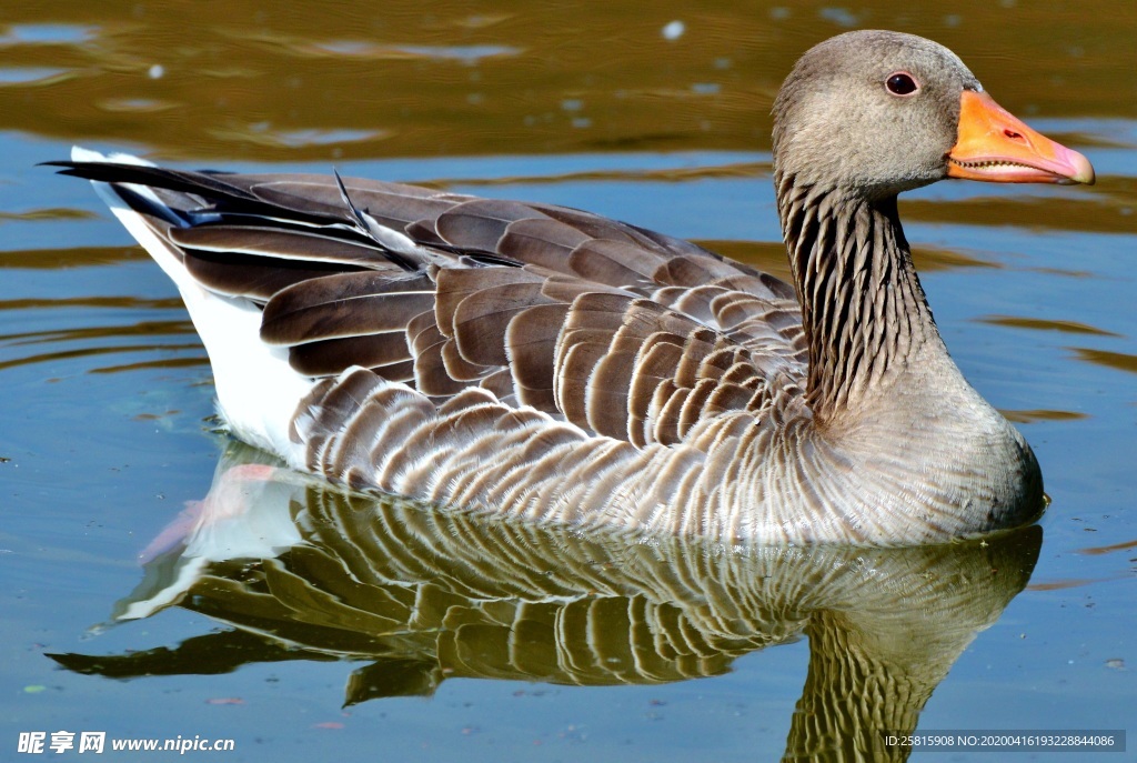 家鹅空山鸟语图片