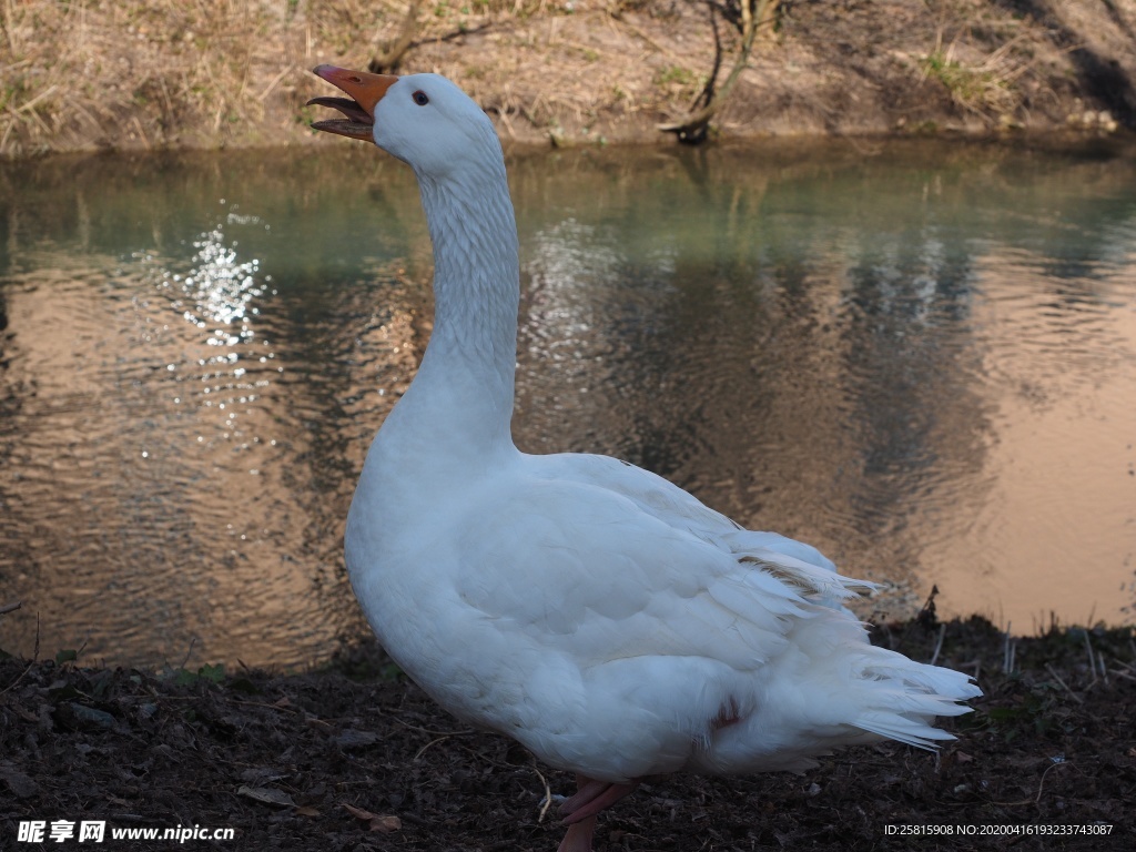 家鹅空山鸟语图片