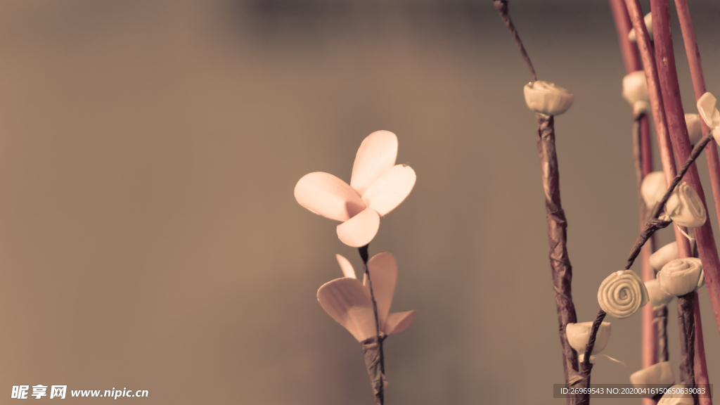 唯美自然风景摄影兰花