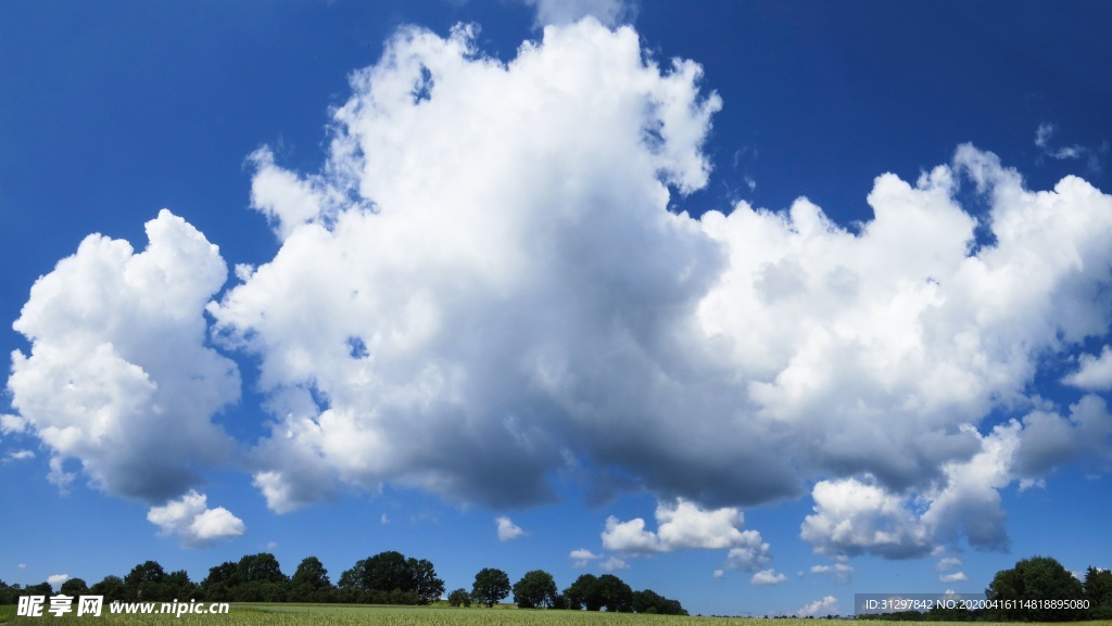 蓝天白云下的树木