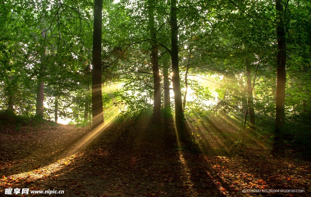 树木透出阳光