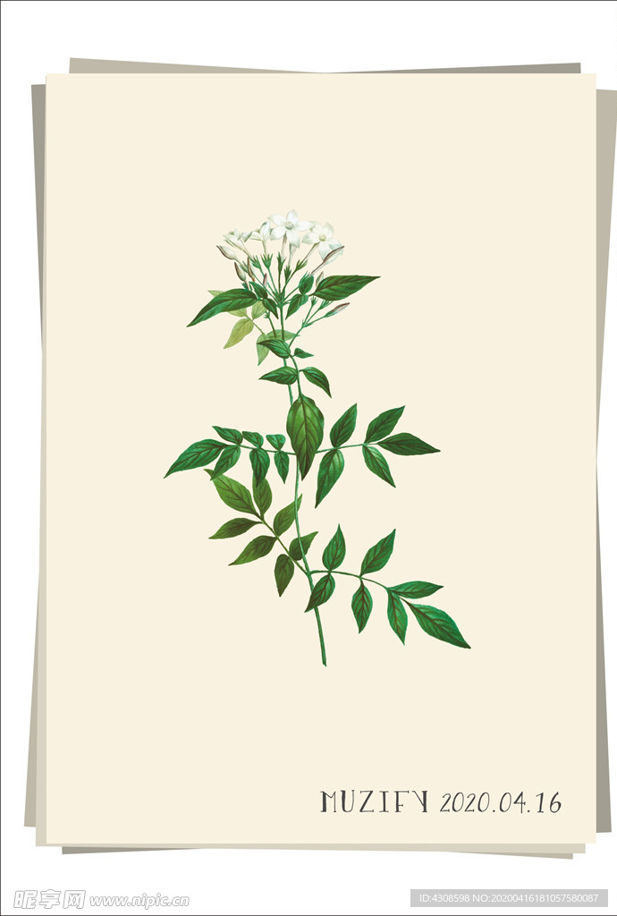 白色茉莉花 植物图鉴