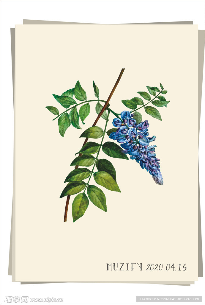 紫色菜豆花 植物图鉴