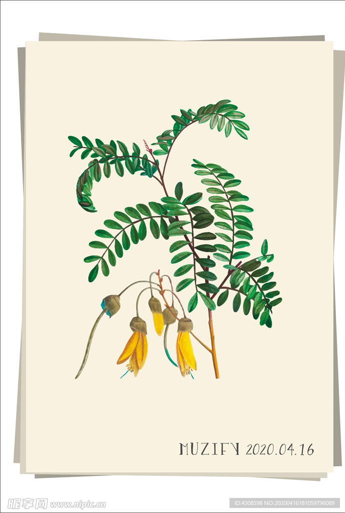 黄花夹竹桃 植物图鉴