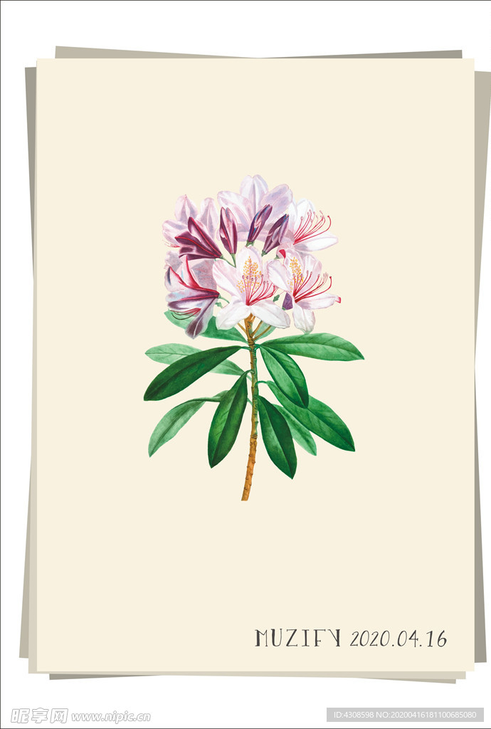 粉红杜鹃花 植物图鉴