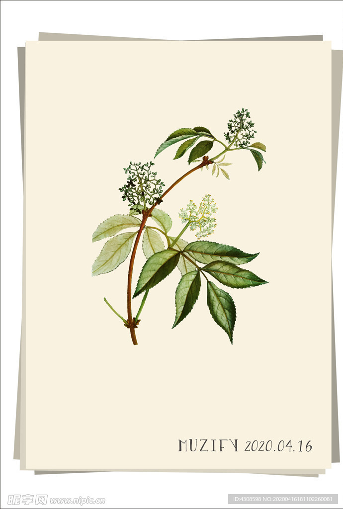 接骨木花 植物图鉴