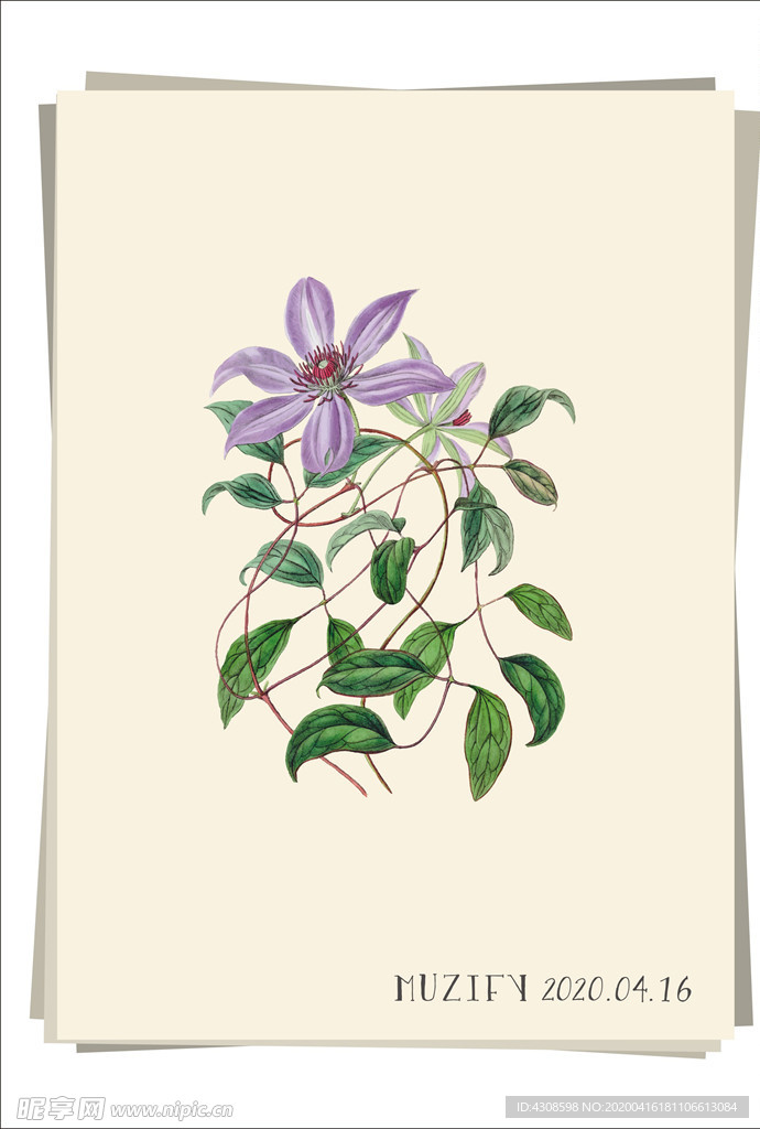 铁线莲 植物图鉴