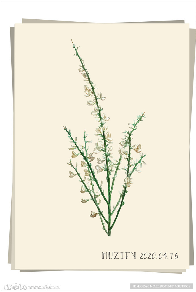 野蔷薇 植物图鉴