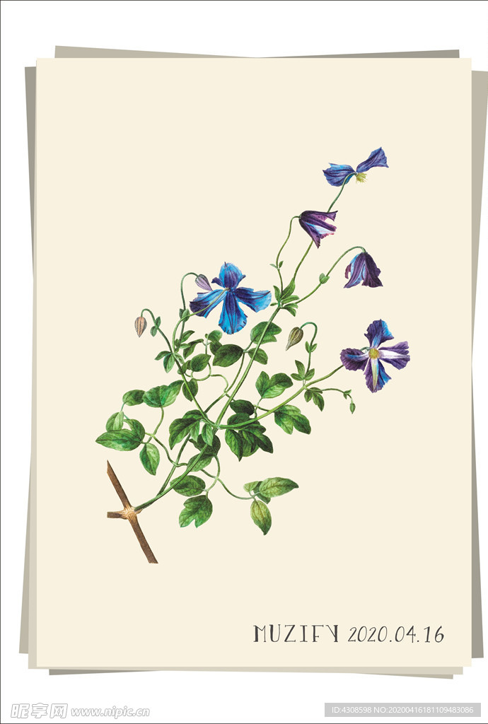 紫色铁线莲 植物图鉴