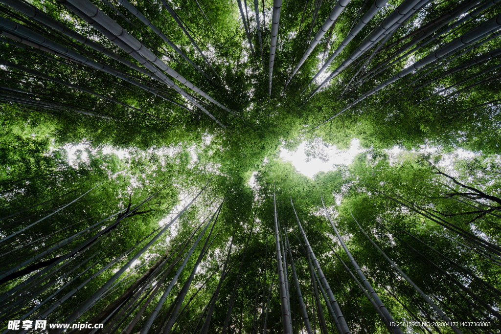 竹子竹叶竹海图片