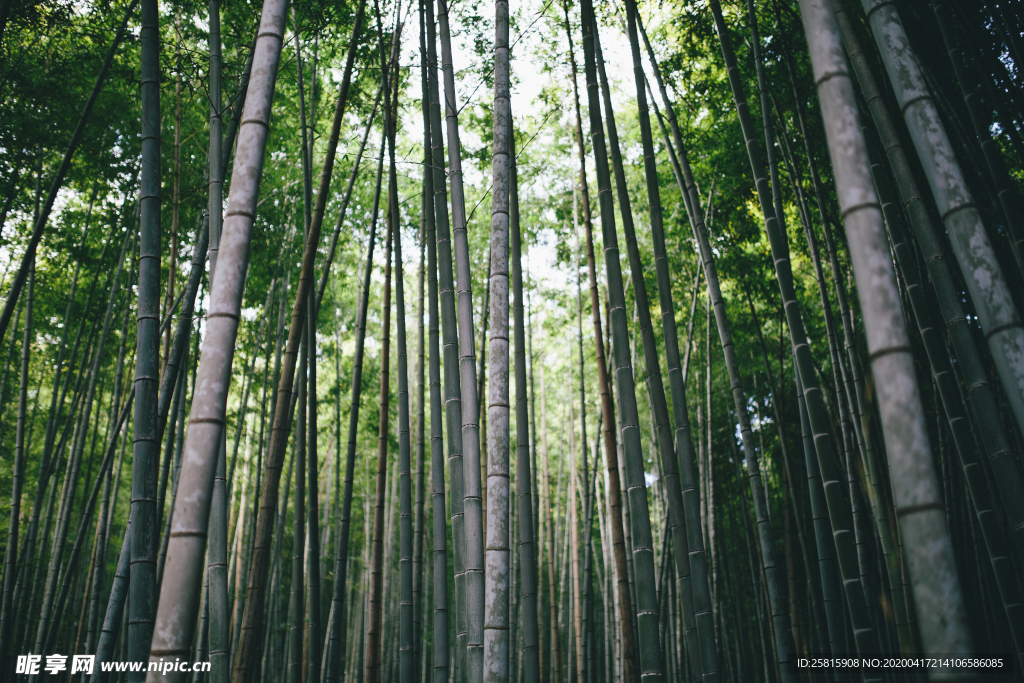 竹子竹叶竹海图片