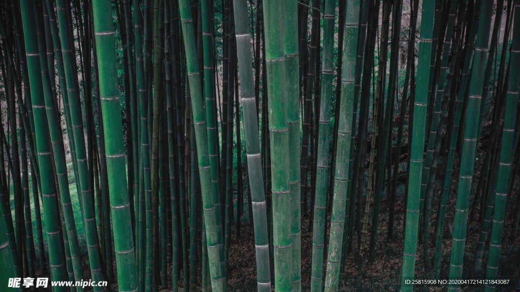 竹子竹叶竹海图片